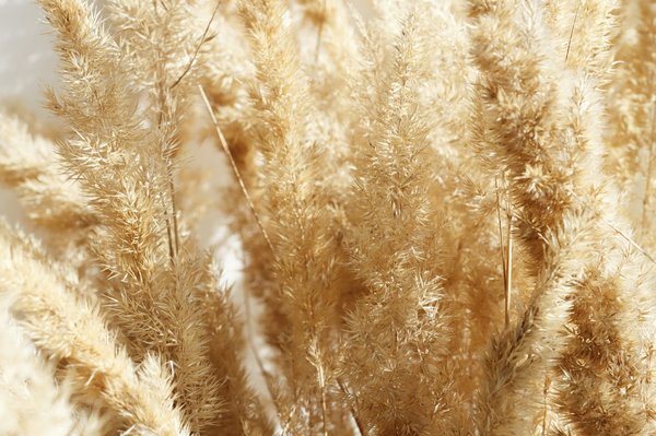 Savourer la délicatesse de la fleur de la pampa